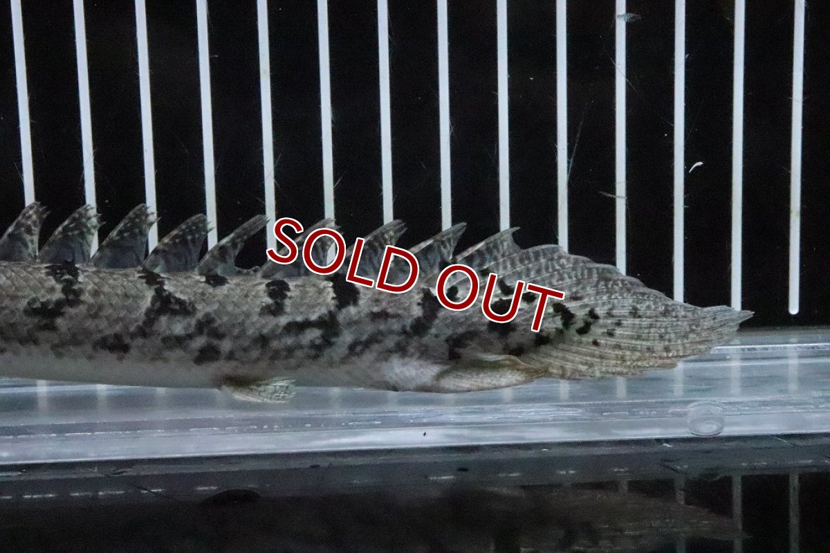 画像3: 【淡水魚】【通販】No1 ポリプテルス ロイヤルバンドデルヘジィ(タイガーバンド)【個体販売】(±17cm)(大型魚)(生体)(熱帯魚)NKO (3)