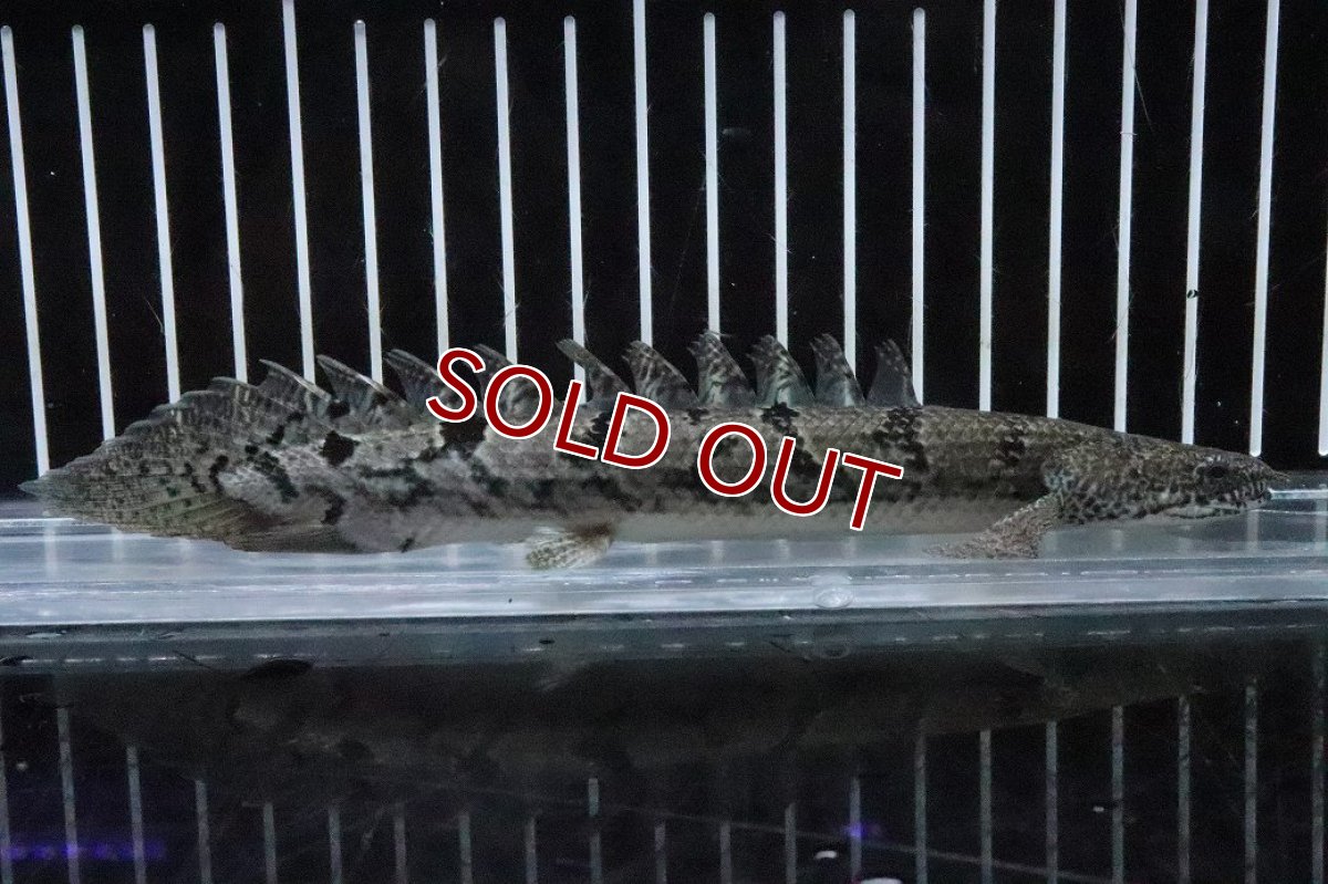 画像4: 【淡水魚】【通販】No1 ポリプテルス ロイヤルバンドデルヘジィ(タイガーバンド)【個体販売】(±17cm)(大型魚)(生体)(熱帯魚)NKO (4)