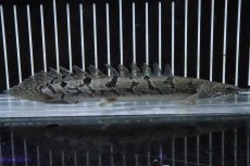 画像4: 【淡水魚】【通販】No1 ポリプテルス ロイヤルバンドデルヘジィ(タイガーバンド)【個体販売】(±17cm)(大型魚)(生体)(熱帯魚)NKO (4)