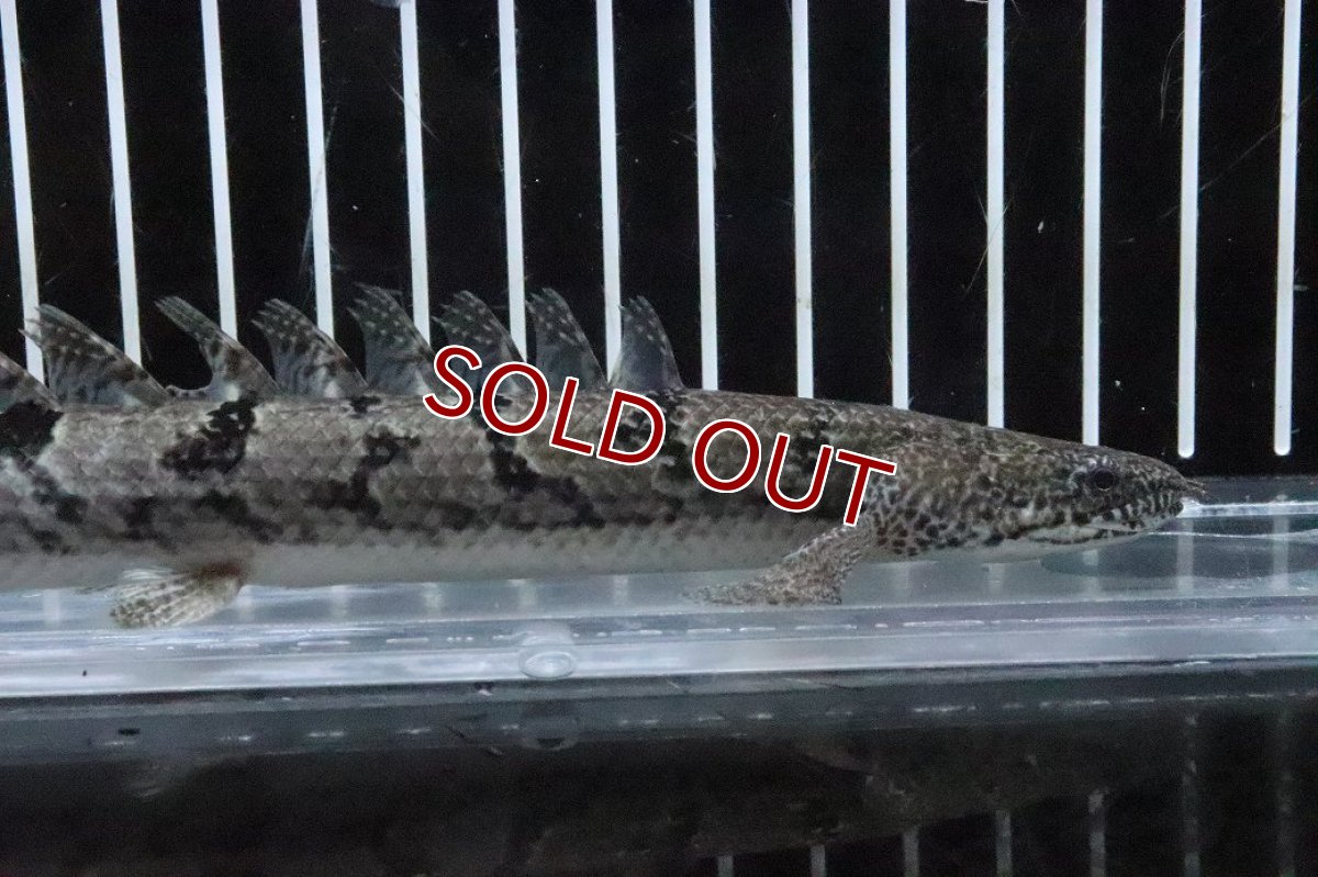 画像5: 【淡水魚】【通販】No1 ポリプテルス ロイヤルバンドデルヘジィ(タイガーバンド)【個体販売】(±17cm)(大型魚)(生体)(熱帯魚)NKO (5)