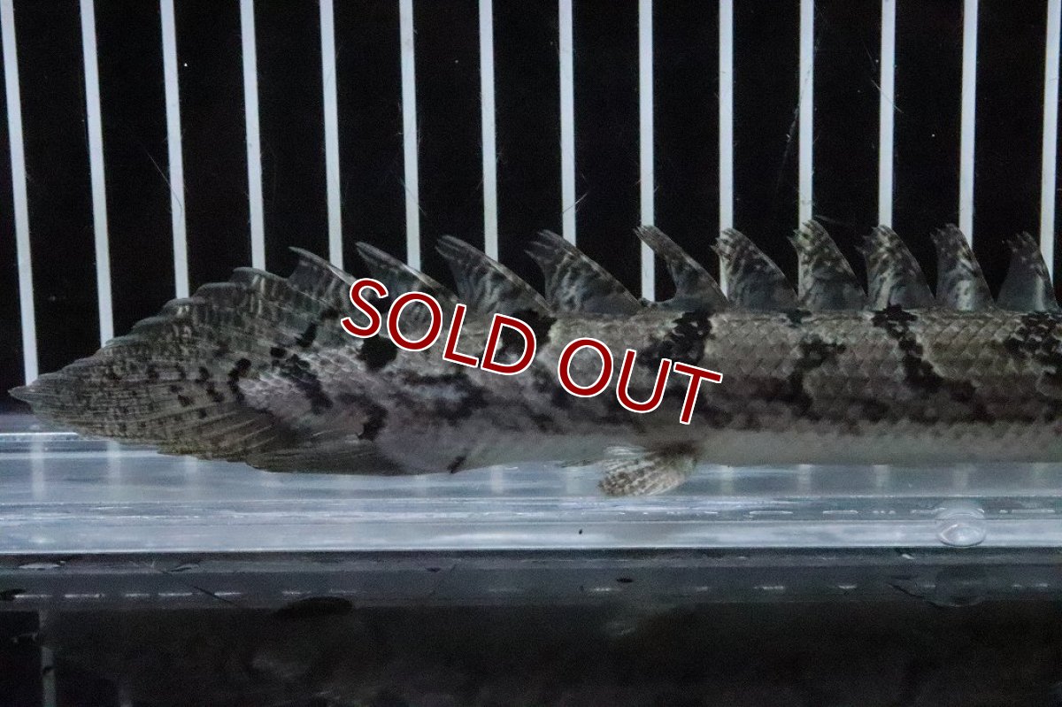 画像6: 【淡水魚】【通販】No1 ポリプテルス ロイヤルバンドデルヘジィ(タイガーバンド)【個体販売】(±17cm)(大型魚)(生体)(熱帯魚)NKO (6)