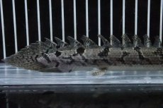 画像6: 【淡水魚】【通販】No1 ポリプテルス ロイヤルバンドデルヘジィ(タイガーバンド)【個体販売】(±17cm)(大型魚)(生体)(熱帯魚)NKO (6)