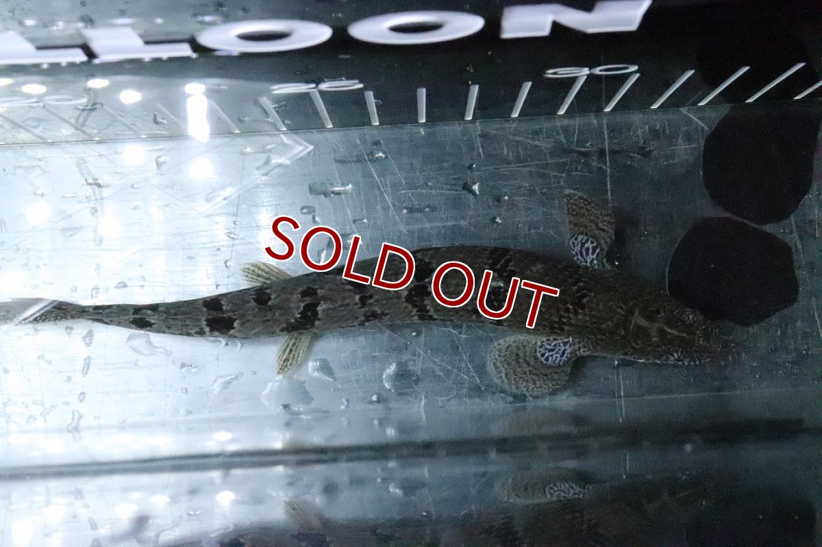 画像7: 【淡水魚】【通販】No1 ポリプテルス ロイヤルバンドデルヘジィ(タイガーバンド)【個体販売】(±17cm)(大型魚)(生体)(熱帯魚)NKO (7)