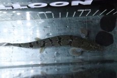 画像7: 【淡水魚】【通販】No1 ポリプテルス ロイヤルバンドデルヘジィ(タイガーバンド)【個体販売】(±17cm)(大型魚)(生体)(熱帯魚)NKO (7)
