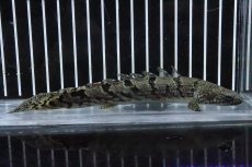 画像1: 【淡水魚】【通販】No2 ポリプテルス ロイヤルバンドデルヘジィ(タイガーバンド)【個体販売】(±15cm)(大型魚)(生体)(熱帯魚)NKO (1)