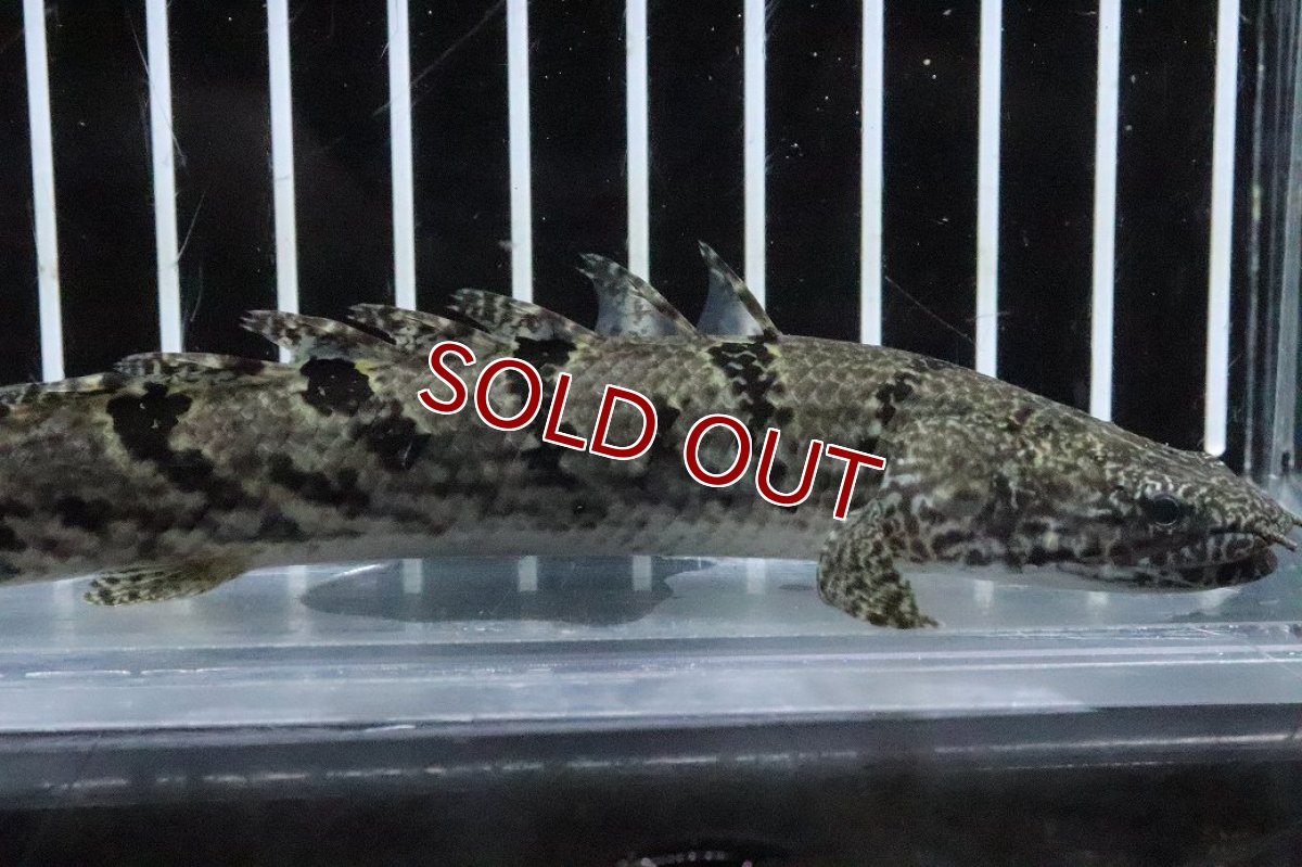 画像2: 【淡水魚】【通販】No2 ポリプテルス ロイヤルバンドデルヘジィ(タイガーバンド)【個体販売】(±15cm)(大型魚)(生体)(熱帯魚)NKO (2)