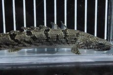 画像2: 【淡水魚】【通販】No2 ポリプテルス ロイヤルバンドデルヘジィ(タイガーバンド)【個体販売】(±15cm)(大型魚)(生体)(熱帯魚)NKO (2)
