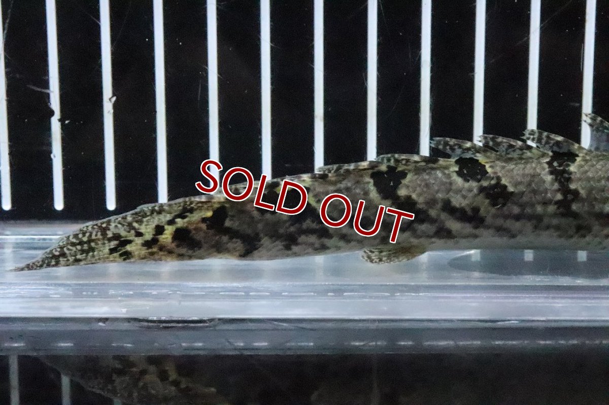 画像3: 【淡水魚】【通販】No2 ポリプテルス ロイヤルバンドデルヘジィ(タイガーバンド)【個体販売】(±15cm)(大型魚)(生体)(熱帯魚)NKO (3)