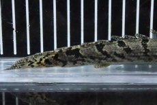 画像3: 【淡水魚】【通販】No2 ポリプテルス ロイヤルバンドデルヘジィ(タイガーバンド)【個体販売】(±15cm)(大型魚)(生体)(熱帯魚)NKO (3)