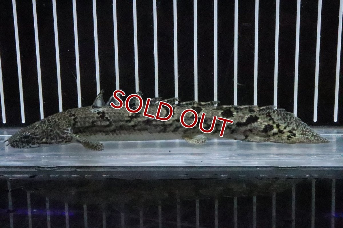 画像4: 【淡水魚】【通販】No2 ポリプテルス ロイヤルバンドデルヘジィ(タイガーバンド)【個体販売】(±15cm)(大型魚)(生体)(熱帯魚)NKO (4)