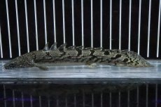 画像4: 【淡水魚】【通販】No2 ポリプテルス ロイヤルバンドデルヘジィ(タイガーバンド)【個体販売】(±15cm)(大型魚)(生体)(熱帯魚)NKO (4)