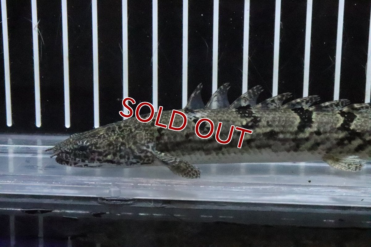 画像5: 【淡水魚】【通販】No2 ポリプテルス ロイヤルバンドデルヘジィ(タイガーバンド)【個体販売】(±15cm)(大型魚)(生体)(熱帯魚)NKO (5)