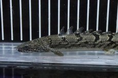 画像5: 【淡水魚】【通販】No2 ポリプテルス ロイヤルバンドデルヘジィ(タイガーバンド)【個体販売】(±15cm)(大型魚)(生体)(熱帯魚)NKO (5)