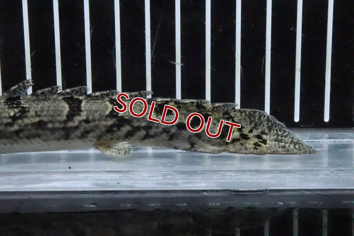 画像6: 【淡水魚】【通販】No2 ポリプテルス ロイヤルバンドデルヘジィ(タイガーバンド)【個体販売】(±15cm)(大型魚)(生体)(熱帯魚)NKO (6)