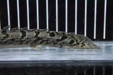 画像6: 【淡水魚】【通販】No2 ポリプテルス ロイヤルバンドデルヘジィ(タイガーバンド)【個体販売】(±15cm)(大型魚)(生体)(熱帯魚)NKO (6)