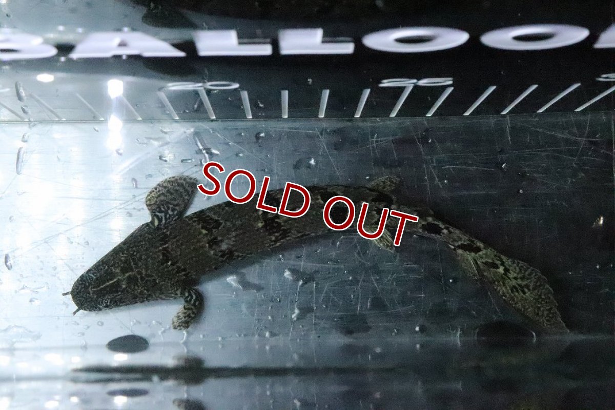 画像7: 【淡水魚】【通販】No2 ポリプテルス ロイヤルバンドデルヘジィ(タイガーバンド)【個体販売】(±15cm)(大型魚)(生体)(熱帯魚)NKO (7)