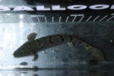 画像7: 【淡水魚】【通販】No2 ポリプテルス ロイヤルバンドデルヘジィ(タイガーバンド)【個体販売】(±15cm)(大型魚)(生体)(熱帯魚)NKO (7)