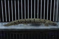 画像1: 【淡水魚】【通販】No3 ポリプテルス ロイヤルバンドデルヘジィ(タイガーバンド)【個体販売】(±15cm)(大型魚)(生体)(熱帯魚)NKO (1)