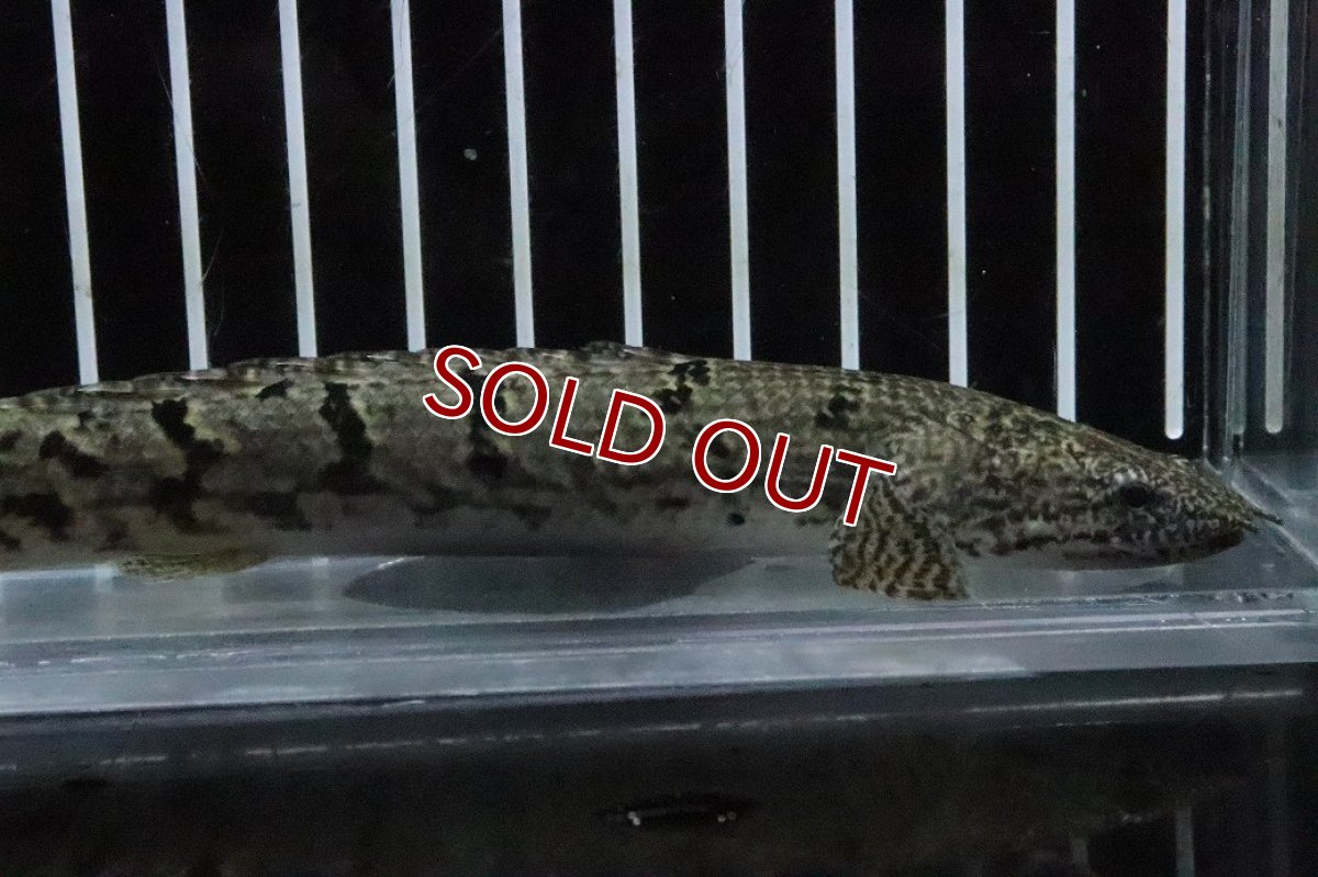 画像2: 【淡水魚】【通販】No3 ポリプテルス ロイヤルバンドデルヘジィ(タイガーバンド)【個体販売】(±15cm)(大型魚)(生体)(熱帯魚)NKO (2)