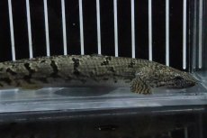 画像2: 【淡水魚】【通販】No3 ポリプテルス ロイヤルバンドデルヘジィ(タイガーバンド)【個体販売】(±15cm)(大型魚)(生体)(熱帯魚)NKO (2)