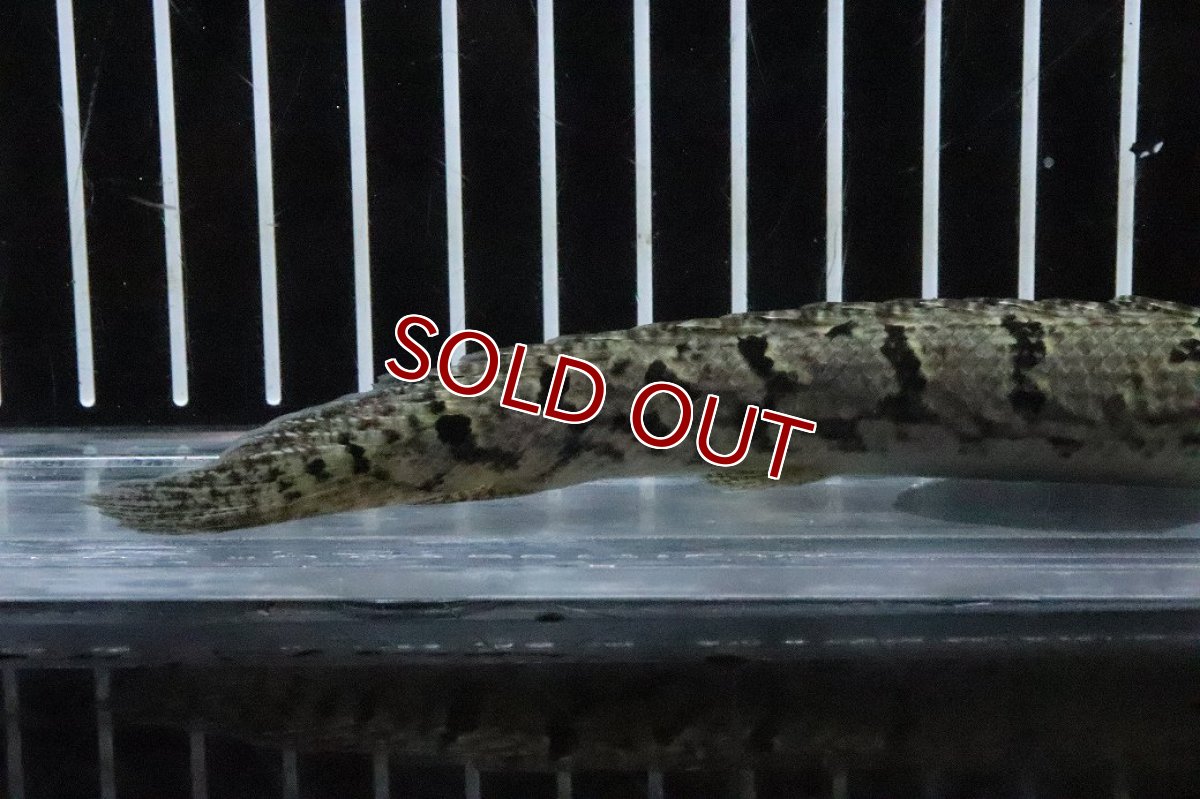 画像3: 【淡水魚】【通販】No3 ポリプテルス ロイヤルバンドデルヘジィ(タイガーバンド)【個体販売】(±15cm)(大型魚)(生体)(熱帯魚)NKO (3)