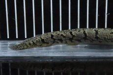 画像3: 【淡水魚】【通販】No3 ポリプテルス ロイヤルバンドデルヘジィ(タイガーバンド)【個体販売】(±15cm)(大型魚)(生体)(熱帯魚)NKO (3)