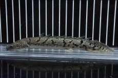 画像4: 【淡水魚】【通販】No3 ポリプテルス ロイヤルバンドデルヘジィ(タイガーバンド)【個体販売】(±15cm)(大型魚)(生体)(熱帯魚)NKO (4)