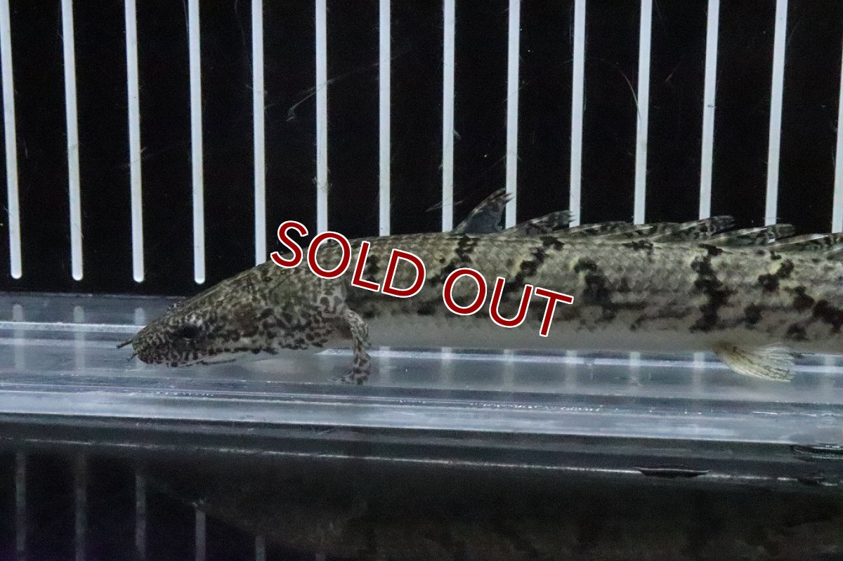 画像5: 【淡水魚】【通販】No3 ポリプテルス ロイヤルバンドデルヘジィ(タイガーバンド)【個体販売】(±15cm)(大型魚)(生体)(熱帯魚)NKO (5)