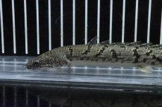 画像5: 【淡水魚】【通販】No3 ポリプテルス ロイヤルバンドデルヘジィ(タイガーバンド)【個体販売】(±15cm)(大型魚)(生体)(熱帯魚)NKO (5)