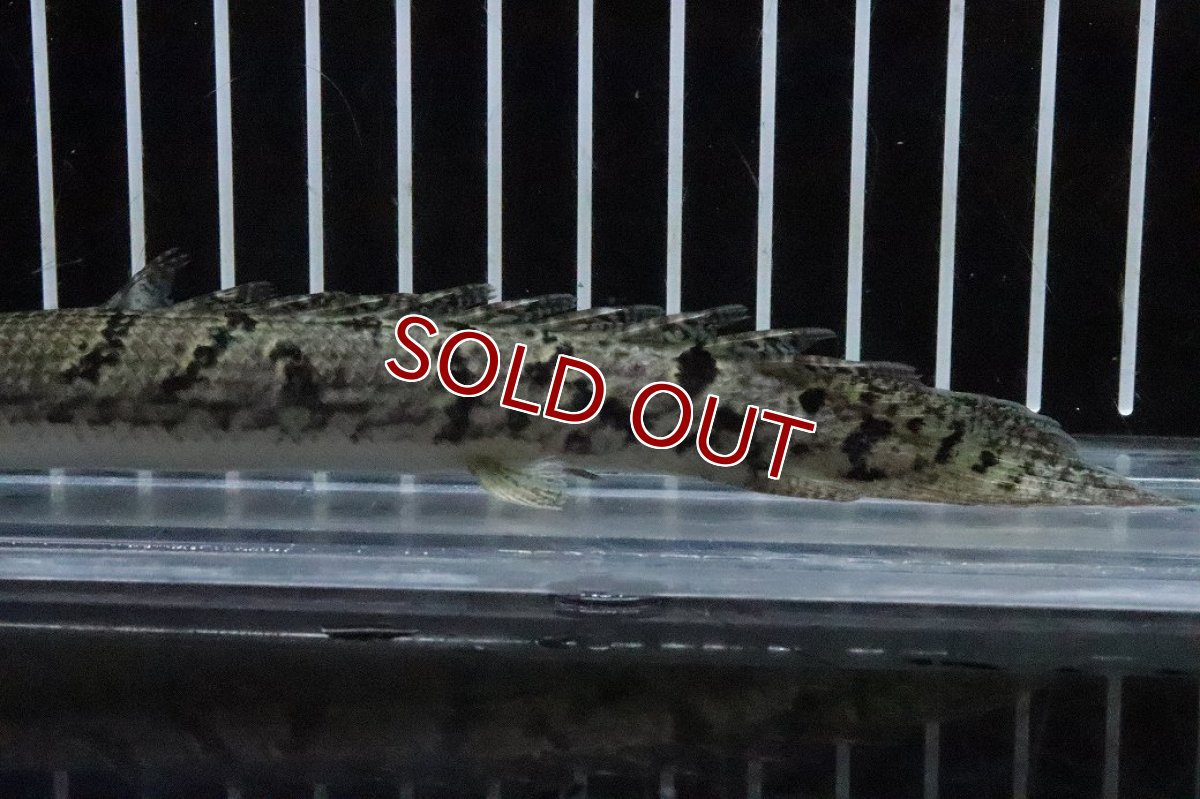 画像6: 【淡水魚】【通販】No3 ポリプテルス ロイヤルバンドデルヘジィ(タイガーバンド)【個体販売】(±15cm)(大型魚)(生体)(熱帯魚)NKO (6)