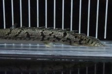 画像6: 【淡水魚】【通販】No3 ポリプテルス ロイヤルバンドデルヘジィ(タイガーバンド)【個体販売】(±15cm)(大型魚)(生体)(熱帯魚)NKO (6)