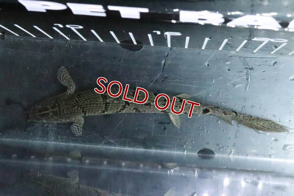 画像7: 【淡水魚】【通販】No3 ポリプテルス ロイヤルバンドデルヘジィ(タイガーバンド)【個体販売】(±15cm)(大型魚)(生体)(熱帯魚)NKO (7)