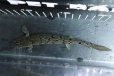 画像7: 【淡水魚】【通販】No3 ポリプテルス ロイヤルバンドデルヘジィ(タイガーバンド)【個体販売】(±15cm)(大型魚)(生体)(熱帯魚)NKO (7)