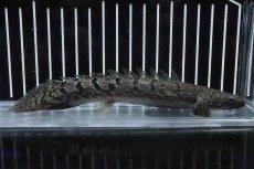 画像1: 【淡水魚】【通販】No4 ポリプテルス ロイヤルバンドデルヘジィ(タイガーバンド)【個体販売】(±16cm)(大型魚)(生体)(熱帯魚)NKO (1)