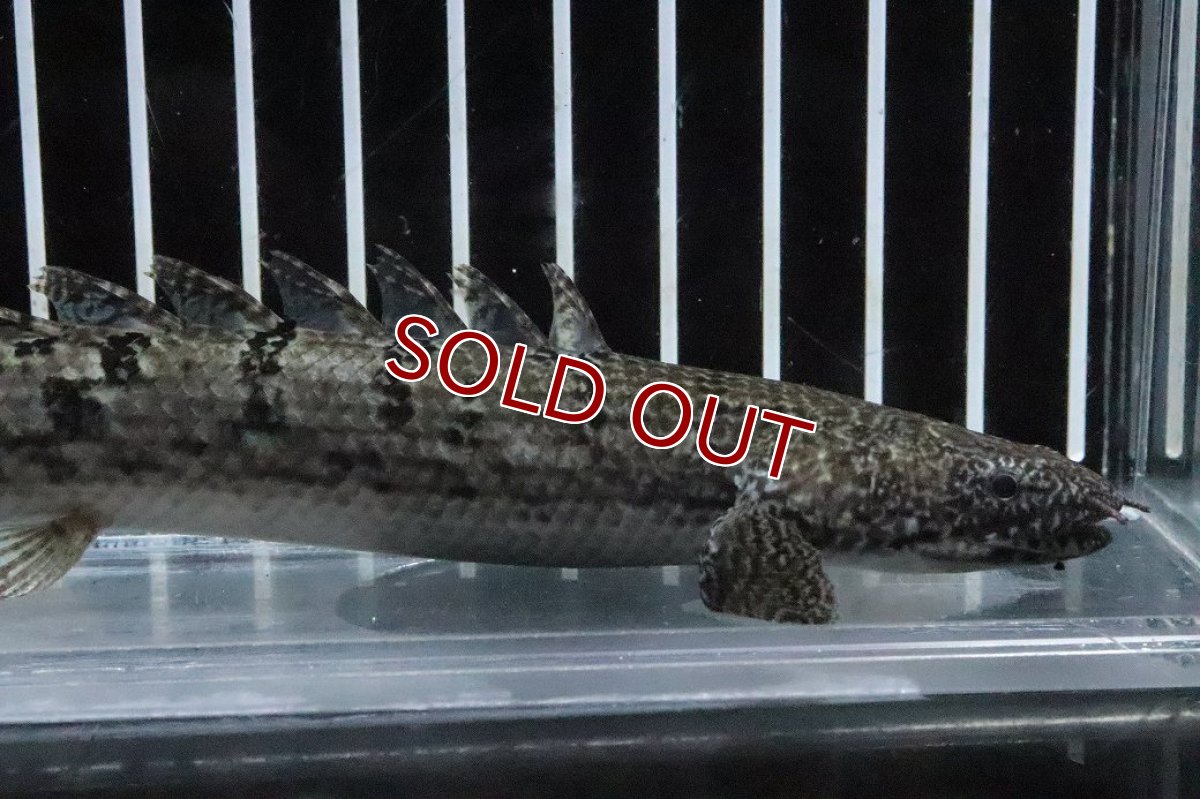 画像2: 【淡水魚】【通販】No4 ポリプテルス ロイヤルバンドデルヘジィ(タイガーバンド)【個体販売】(±16cm)(大型魚)(生体)(熱帯魚)NKO (2)