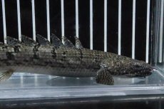 画像2: 【淡水魚】【通販】No4 ポリプテルス ロイヤルバンドデルヘジィ(タイガーバンド)【個体販売】(±16cm)(大型魚)(生体)(熱帯魚)NKO (2)
