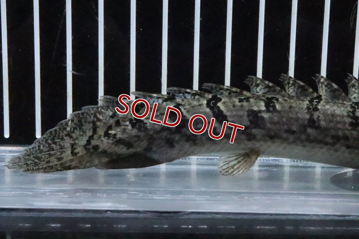 画像3: 【淡水魚】【通販】No4 ポリプテルス ロイヤルバンドデルヘジィ(タイガーバンド)【個体販売】(±16cm)(大型魚)(生体)(熱帯魚)NKO (3)