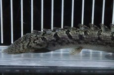画像3: 【淡水魚】【通販】No4 ポリプテルス ロイヤルバンドデルヘジィ(タイガーバンド)【個体販売】(±16cm)(大型魚)(生体)(熱帯魚)NKO (3)