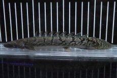 画像4: 【淡水魚】【通販】No4 ポリプテルス ロイヤルバンドデルヘジィ(タイガーバンド)【個体販売】(±16cm)(大型魚)(生体)(熱帯魚)NKO (4)