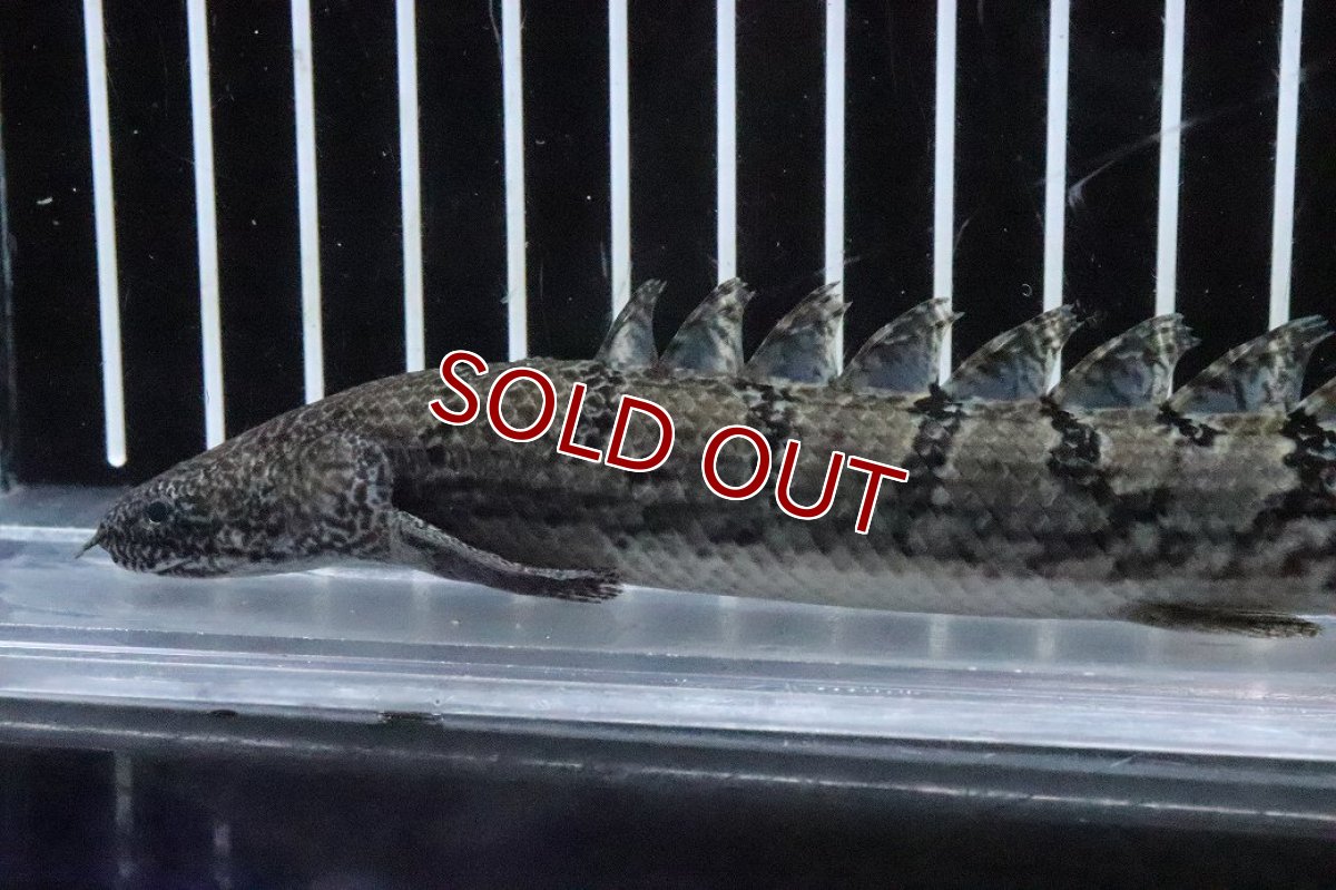 画像5: 【淡水魚】【通販】No4 ポリプテルス ロイヤルバンドデルヘジィ(タイガーバンド)【個体販売】(±16cm)(大型魚)(生体)(熱帯魚)NKO (5)