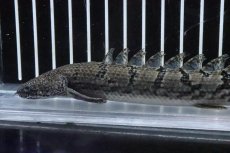 画像5: 【淡水魚】【通販】No4 ポリプテルス ロイヤルバンドデルヘジィ(タイガーバンド)【個体販売】(±16cm)(大型魚)(生体)(熱帯魚)NKO (5)