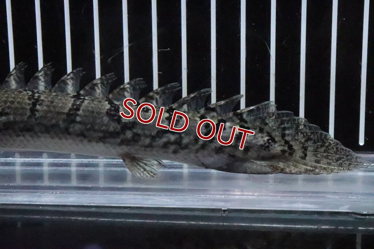 画像6: 【淡水魚】【通販】No4 ポリプテルス ロイヤルバンドデルヘジィ(タイガーバンド)【個体販売】(±16cm)(大型魚)(生体)(熱帯魚)NKO (6)