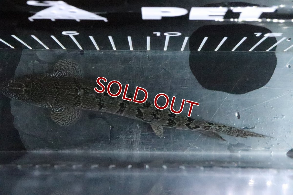 画像7: 【淡水魚】【通販】No4 ポリプテルス ロイヤルバンドデルヘジィ(タイガーバンド)【個体販売】(±16cm)(大型魚)(生体)(熱帯魚)NKO (7)