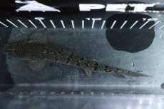 画像7: 【淡水魚】【通販】No4 ポリプテルス ロイヤルバンドデルヘジィ(タイガーバンド)【個体販売】(±16cm)(大型魚)(生体)(熱帯魚)NKO (7)