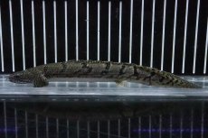 画像1: 【淡水魚】【通販】No5 ポリプテルス ロイヤルバンドデルヘジィ(タイガーバンド)【個体販売】(±16cm)(大型魚)(生体)(熱帯魚)NKO (1)