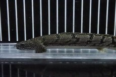 画像2: 【淡水魚】【通販】No5 ポリプテルス ロイヤルバンドデルヘジィ(タイガーバンド)【個体販売】(±16cm)(大型魚)(生体)(熱帯魚)NKO (2)