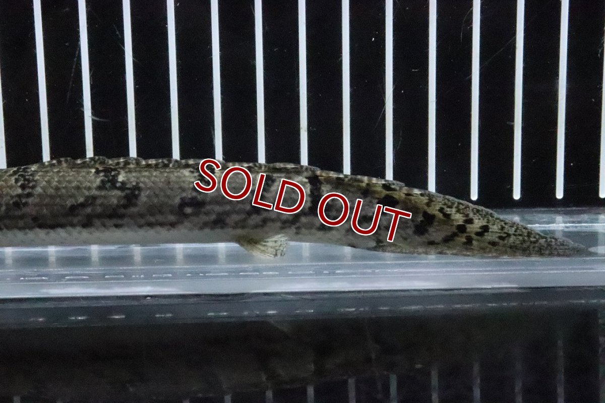 画像3: 【淡水魚】【通販】No5 ポリプテルス ロイヤルバンドデルヘジィ(タイガーバンド)【個体販売】(±16cm)(大型魚)(生体)(熱帯魚)NKO (3)