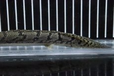 画像3: 【淡水魚】【通販】No5 ポリプテルス ロイヤルバンドデルヘジィ(タイガーバンド)【個体販売】(±16cm)(大型魚)(生体)(熱帯魚)NKO (3)