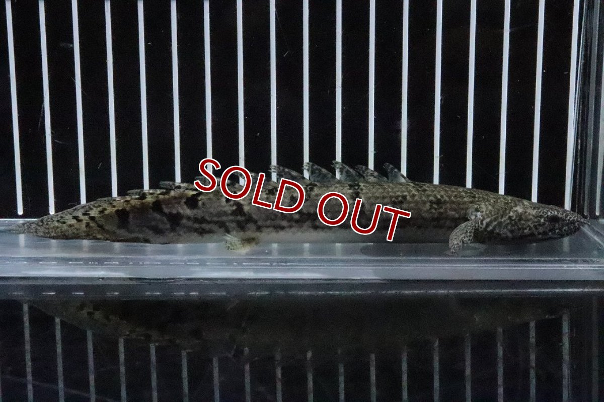 画像4: 【淡水魚】【通販】No5 ポリプテルス ロイヤルバンドデルヘジィ(タイガーバンド)【個体販売】(±16cm)(大型魚)(生体)(熱帯魚)NKO (4)