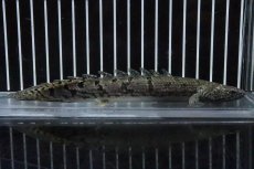 画像4: 【淡水魚】【通販】No5 ポリプテルス ロイヤルバンドデルヘジィ(タイガーバンド)【個体販売】(±16cm)(大型魚)(生体)(熱帯魚)NKO (4)